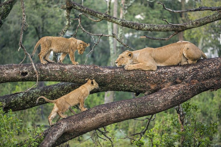 Manya Tree climbing lion | Best company for excursion Tanzania Safari
